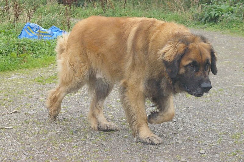 The calmest companion in the house is often one of these remarkably steady dog breeds 10 Leonberger