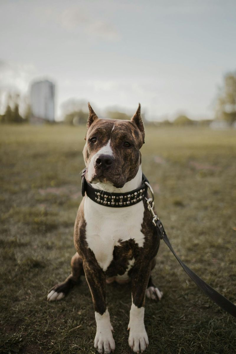 Pit Bull Terrier
