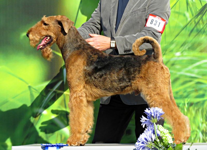 24 Most Expensive Dog Breeds and Why They Cost So Much 21 Lakeland Terrier