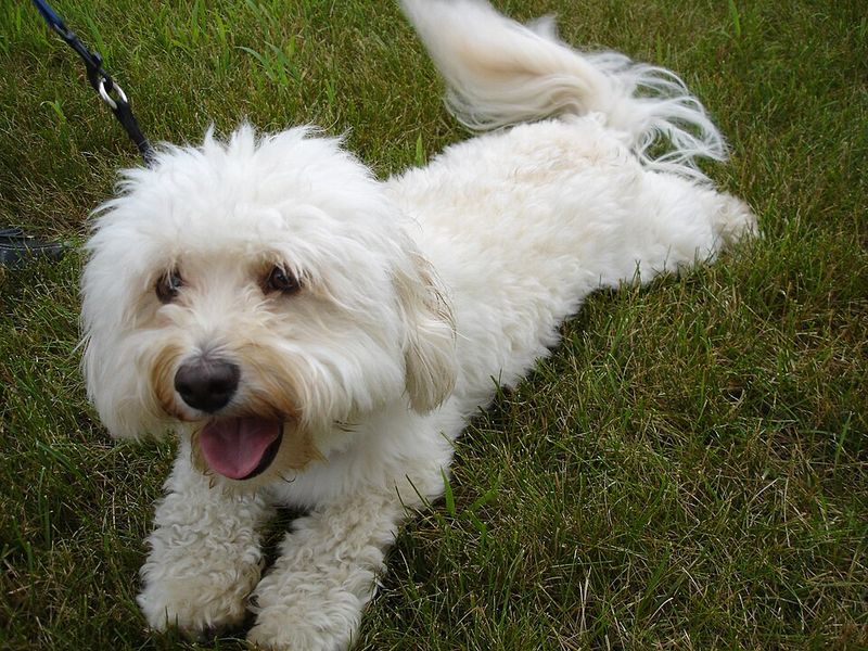 Looking for an outgoing companion? These dog breeds rarely stay strangers for long 8 Havanese