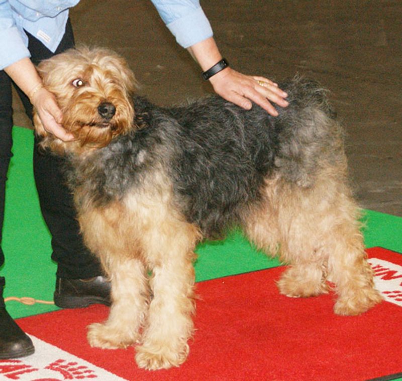 Bosnian Broken-Haired Hound (Barak)