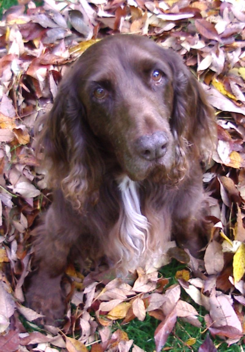 Field Spaniel