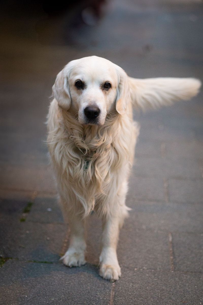 Skip the expert-level challenge for your first dog - these breeds may give beginners room to actually enjoy learning 2 Golden Retriever