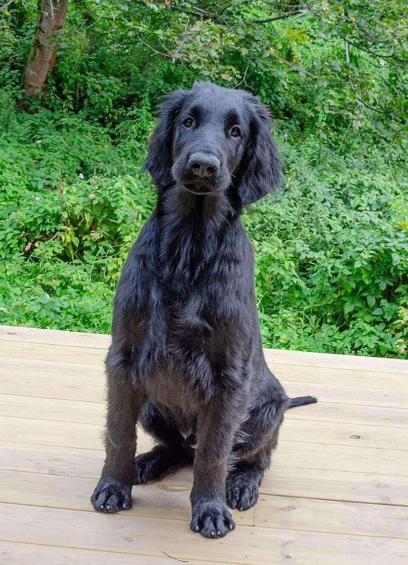 Looking for an outgoing companion? These dog breeds rarely stay strangers for long 5 Flat-Coated Retriever