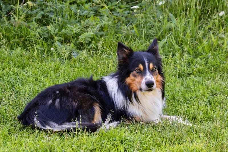Owners are constantly amazed by how emotionally aware these 12 dog breeds can be 4 Border Collie