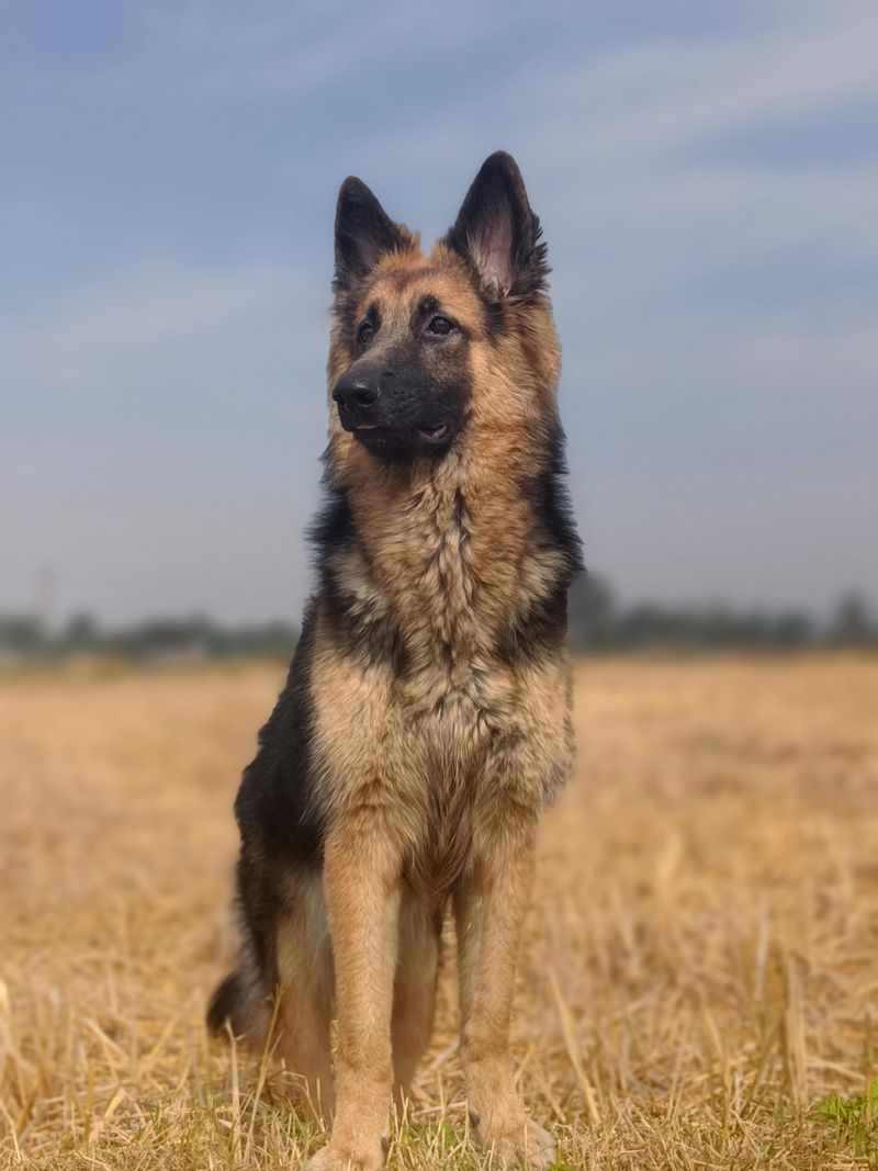 22 Large Dog Breeds That Show How Strength and Gentleness Can Coexist 18 German Shepherd (family-raised)
