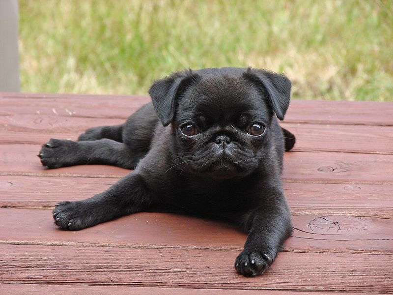Elevators, footsteps, doors - Some dogs report them all, while these breeds tend to stay quieter 11 Pug