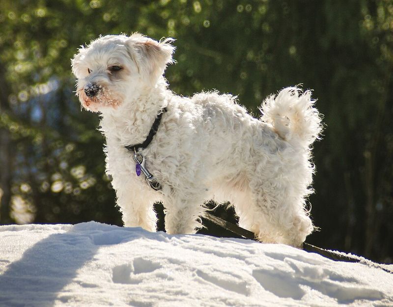 These remarkably intuitive dog breeds often sense feelings people try to hide 10 Havanese