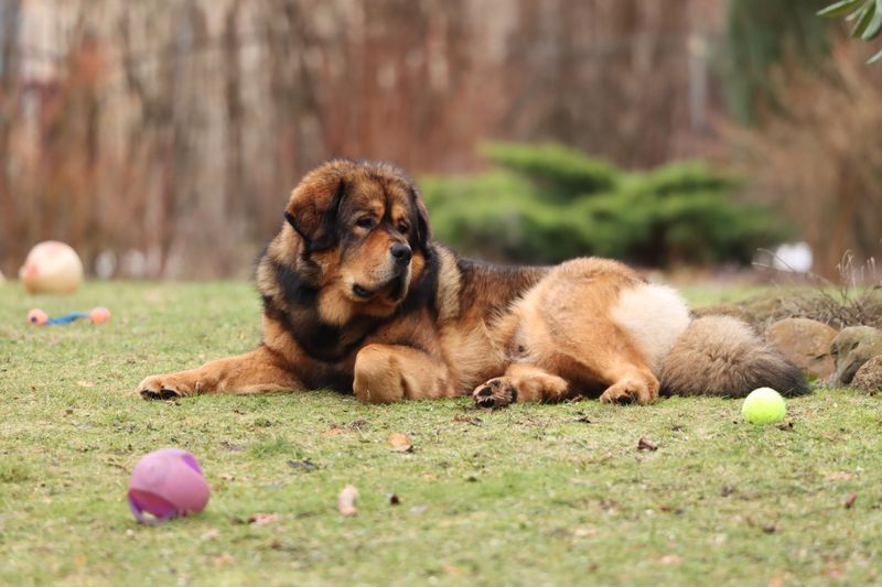 Warm weather isn't equally safe for every dog - and these breeds prove why 10 Tibetan Mastiff