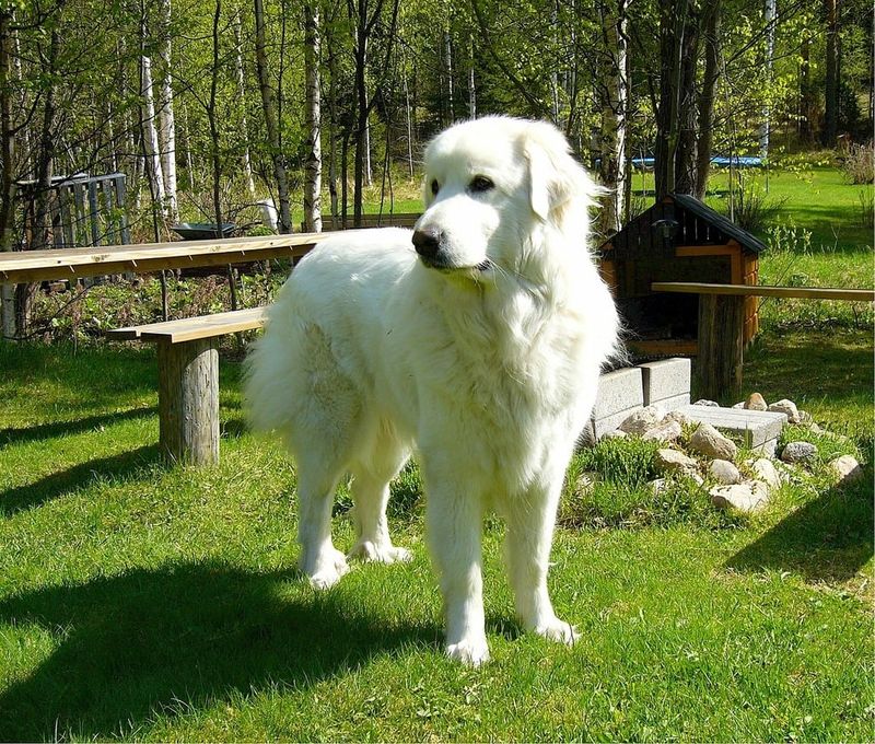 25 Fearless Dog Breeds That Take Home Security Seriously 10 Great Pyrenees