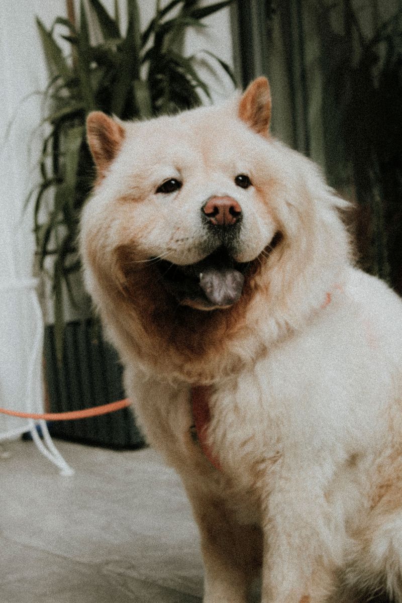 Dogs that seem stubborn during training are often just bored, and these 11 breeds prove it 10 Chow Chow