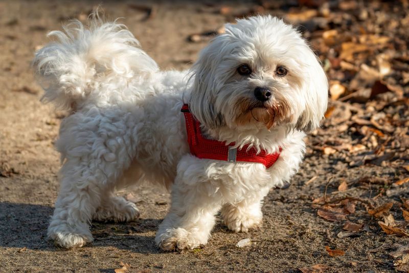 Maltese