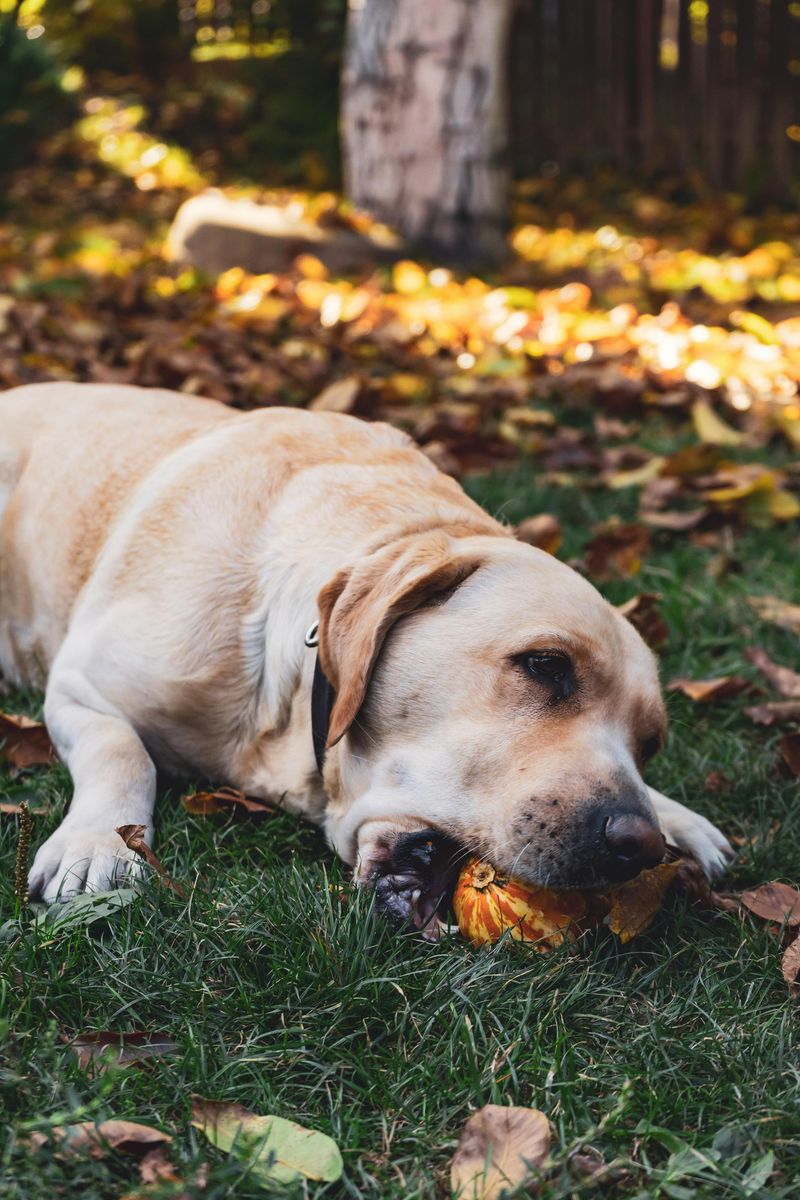 12 healthier snacks that dogs love and experts recommend 7 Plain pumpkin