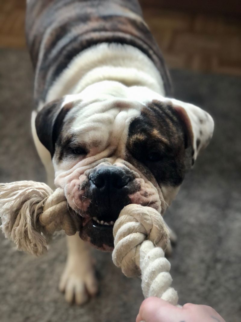 English Bulldog