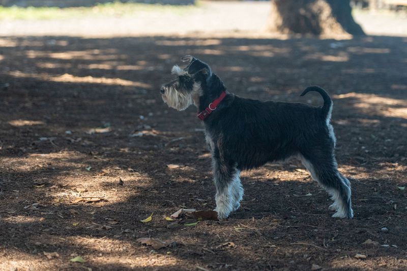 Your ordinary daily routine can become the most important thing in the world to these devoted dogs 3 Miniature Schnauzer