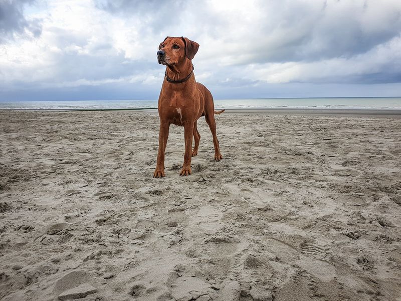 These dog breeds rarely let excitement dictate their decisions 8 Rhodesian Ridgeback