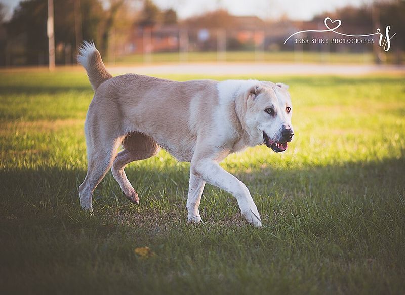 Central asian shepherd dog