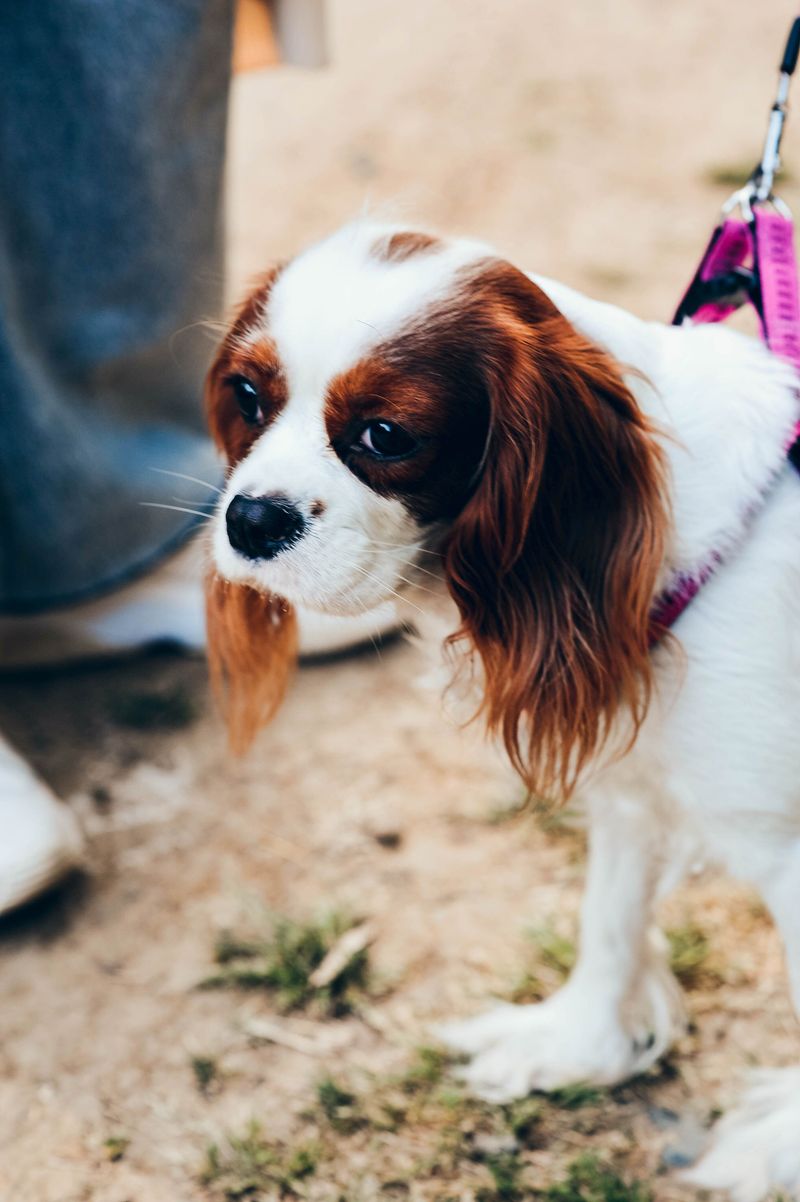 Cavalier King Charles Spaniel