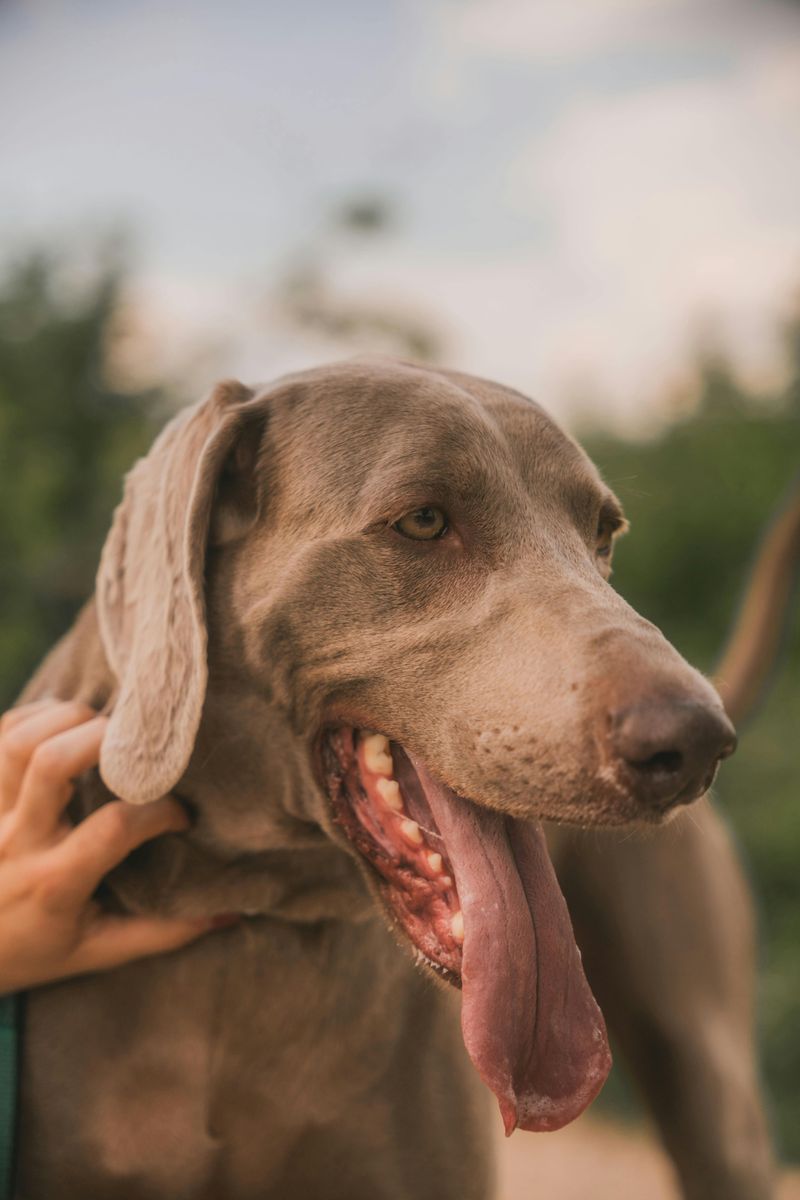 25 Dog Breeds Known for Their Independent or Stubborn Nature 17 Weimaraner