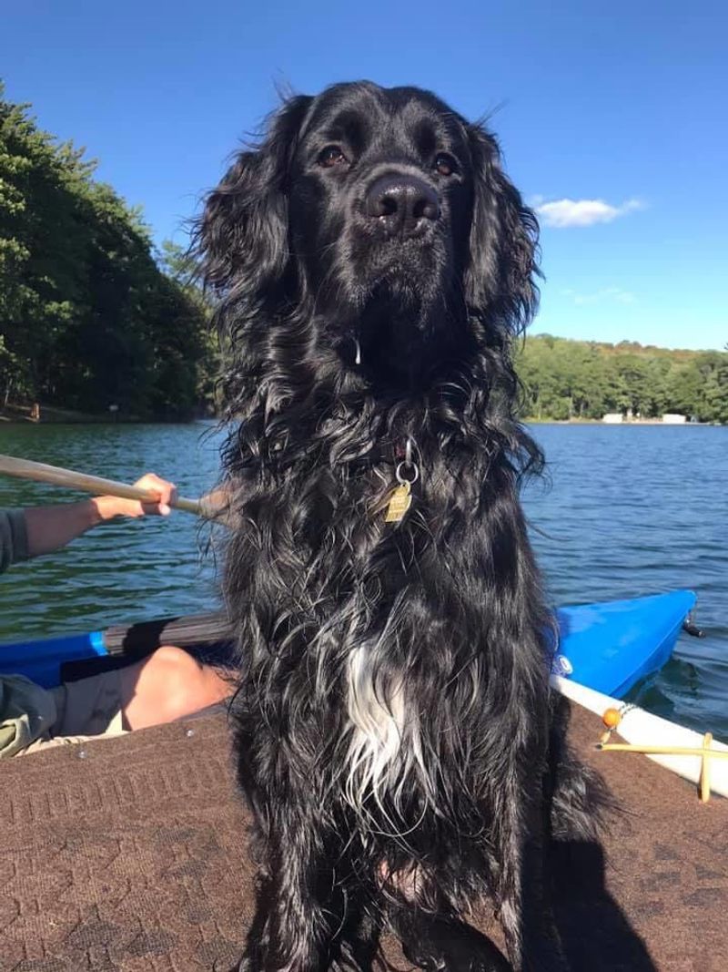 English Springer Spaniel