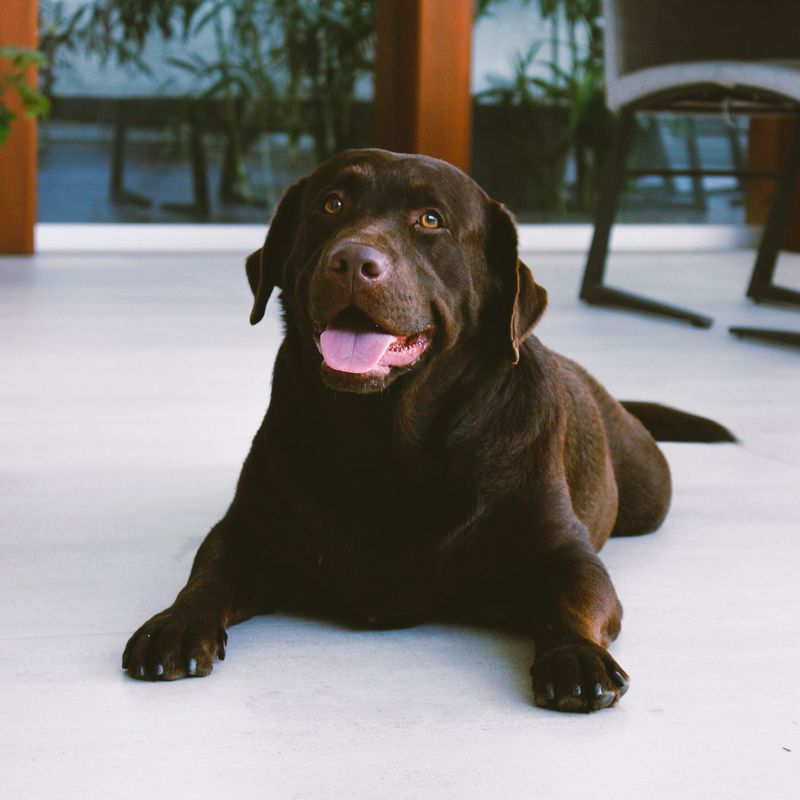 12 dogs that treat every homecoming like a celebration - plus 3 loyal waiters 2 Labrador Retriever