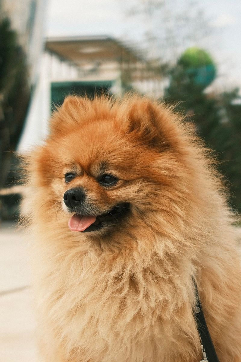 Some dogs want space when it's time to sleep - These breeds may keep moving closer instead 13 Pomeranian