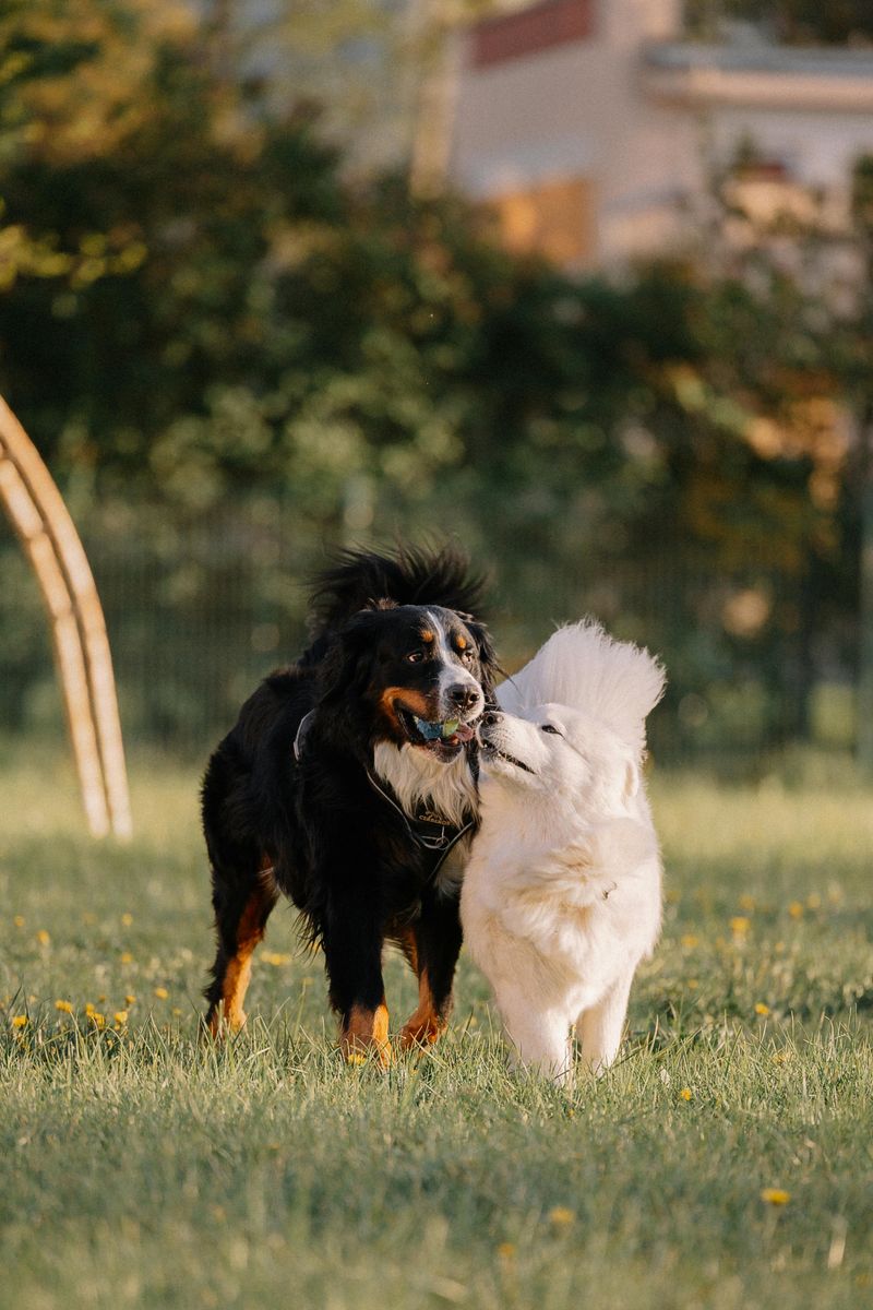 Bernese Mountain Dog