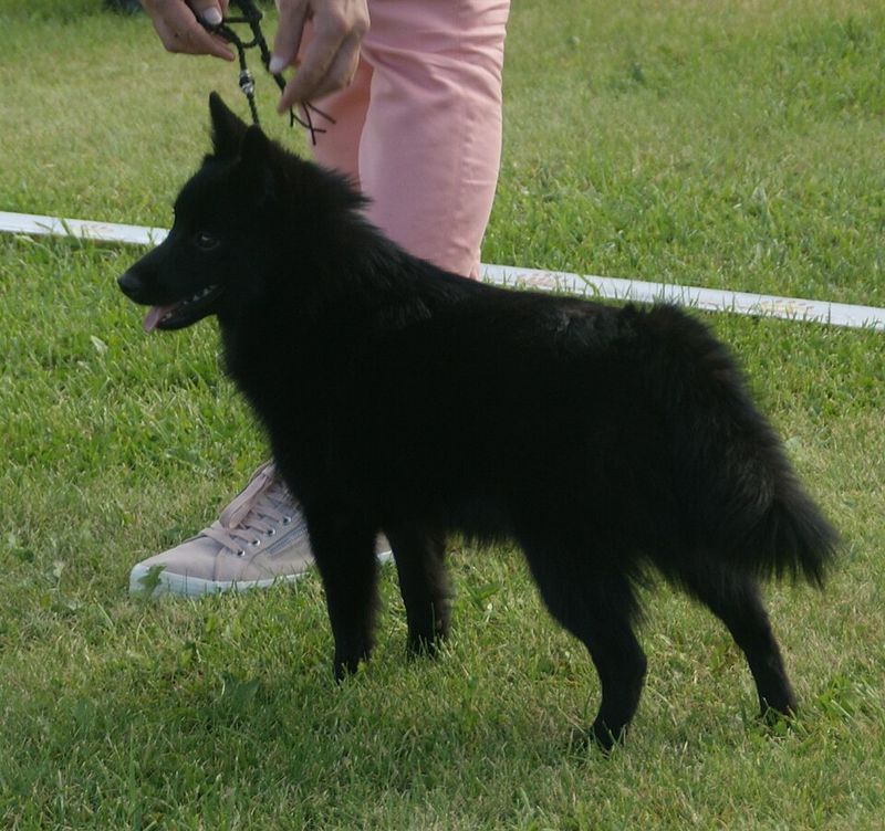 20 dog breeds that still feel fresh, exciting and underrated compared to the usual favorites 7 Schipperke