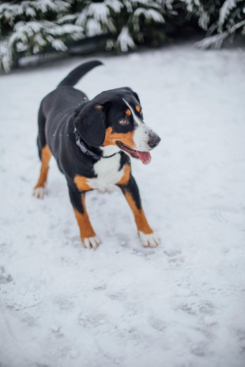 Entlebucher Mountain Dog