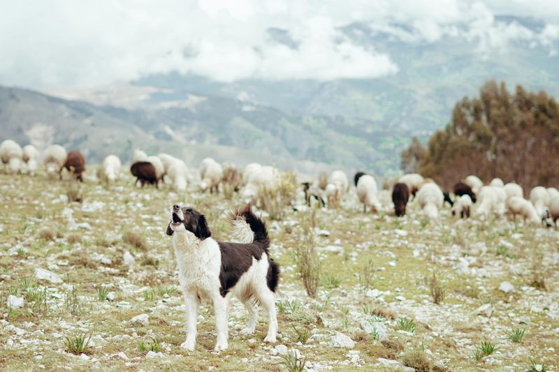 Dog DNA Is Still Evolving — 11 Breed Influences You Didn’t Know Could Be Genetic 12 Herding/Chasing Tendency