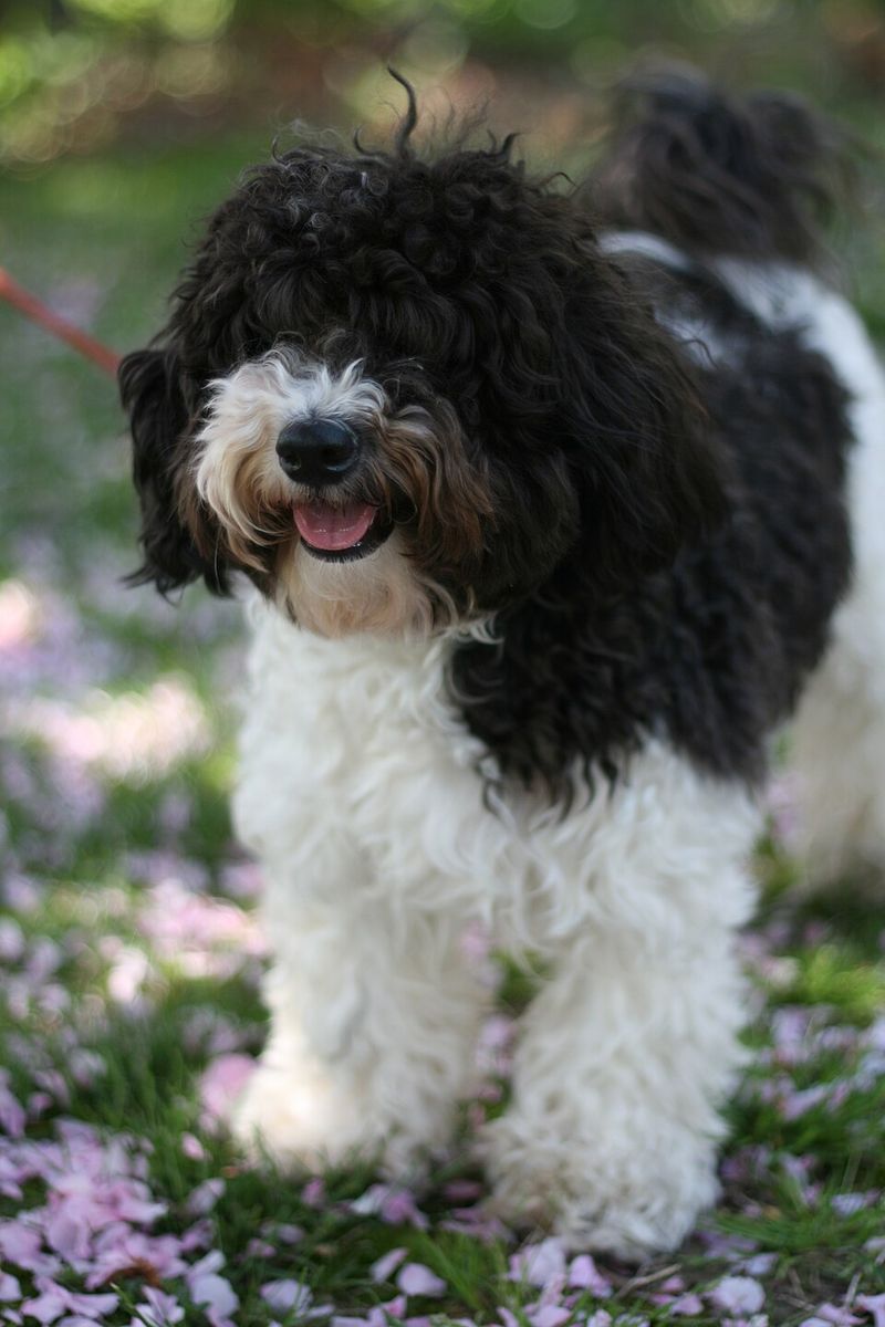 Some dog breeds make unforgettable first impressions - and some only get better with time 4 Havanese