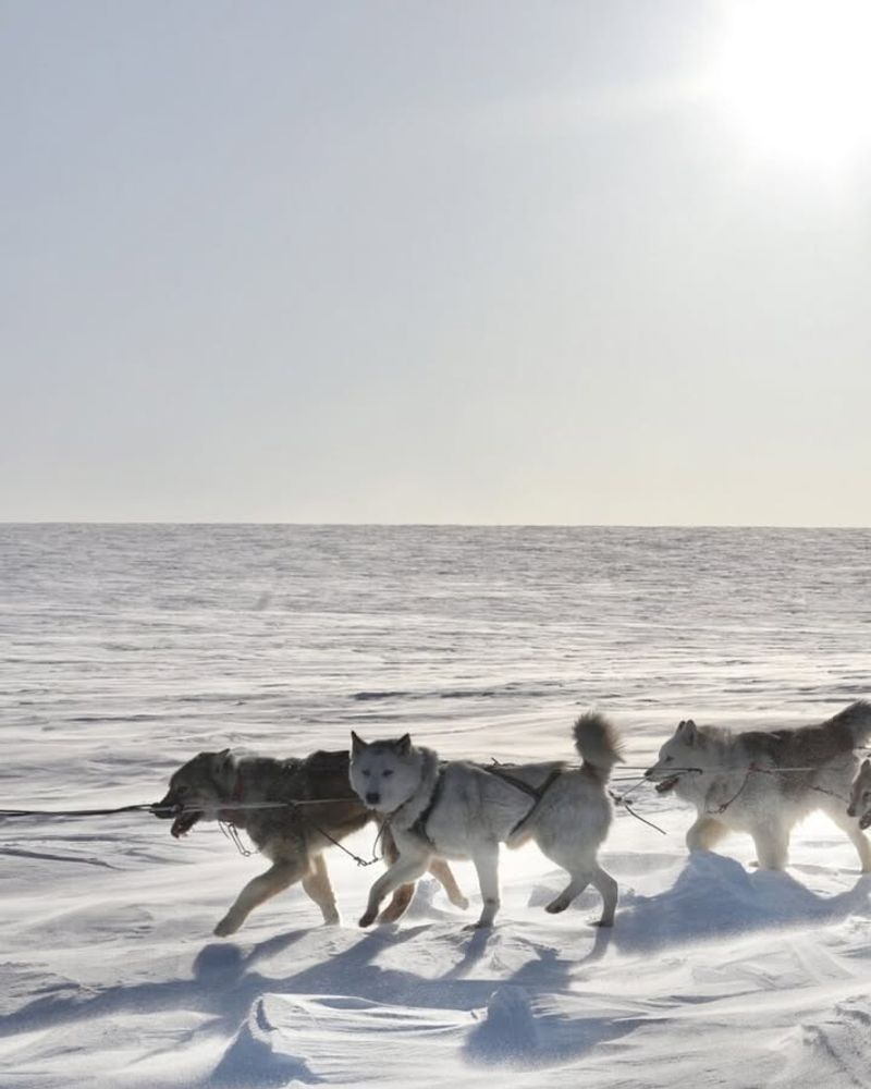Chukotka Sled Dog
