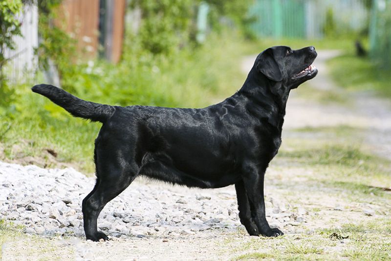 13 extraordinary working dogs that react before commands are even given 5 Labrador Retriever
