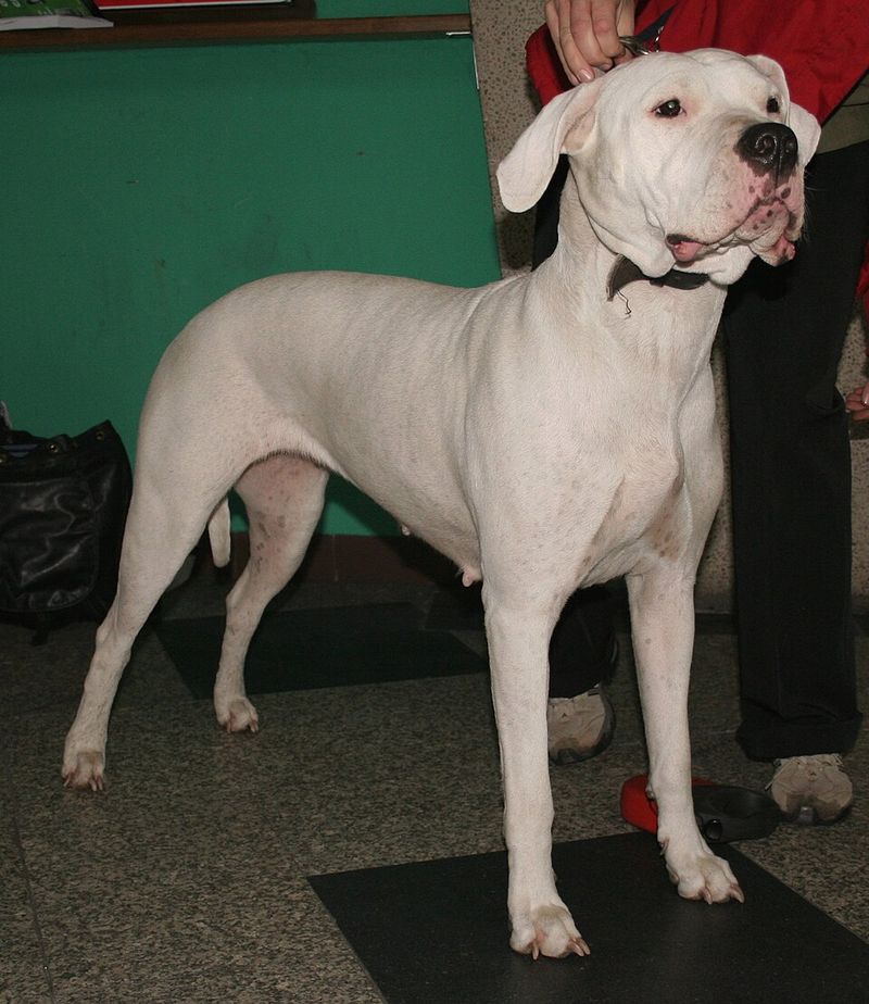 10 dog breeds that require careful handling due to potential aggression toward owners 10 Dogo Argentino