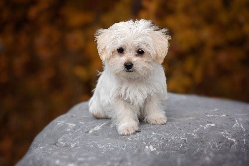 27 Low-Stress Dog Breeds That Thrive in Peaceful Homes 11 Maltese