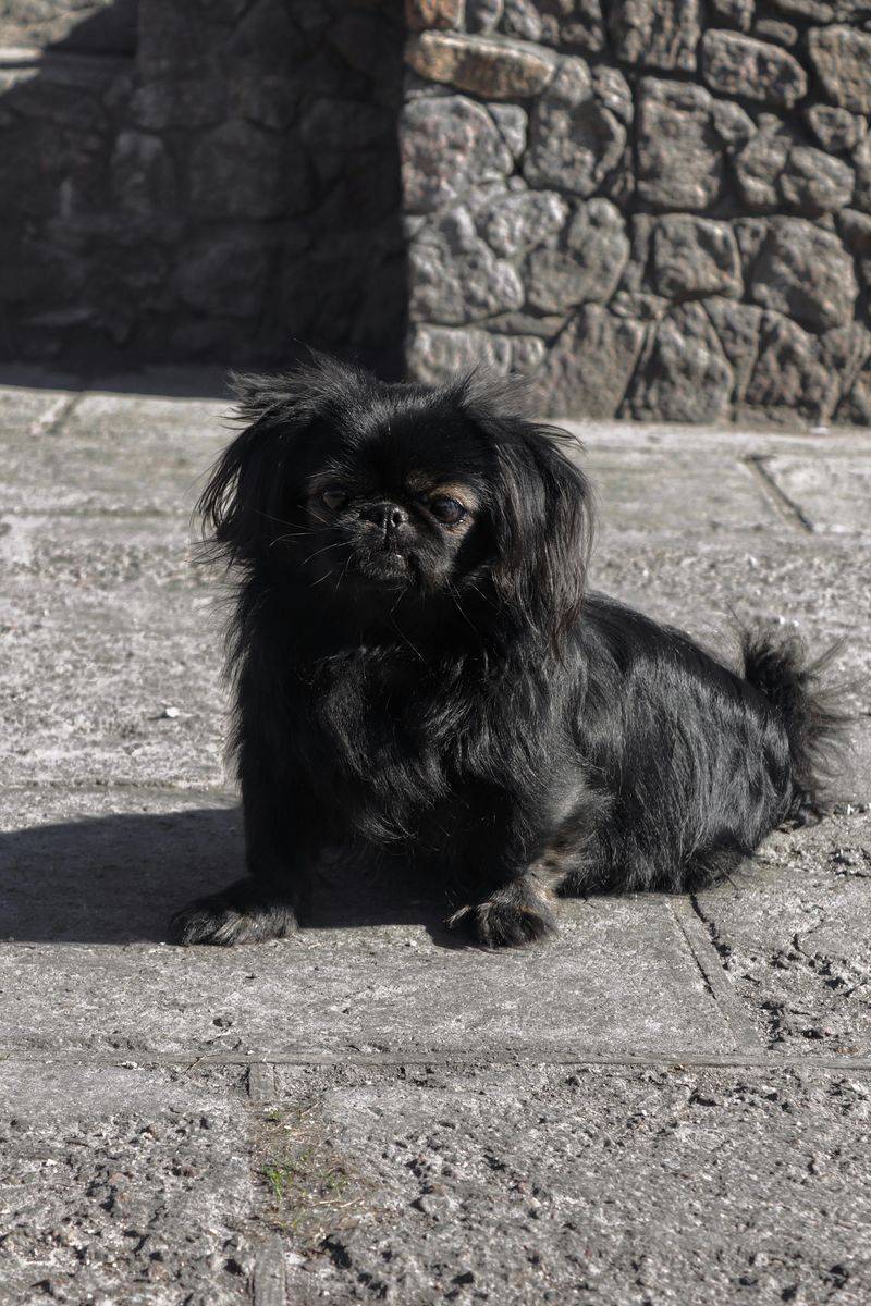 10 loyal companion dogs seniors would choose all over again, plus 3 beloved extras 14 Pekingese