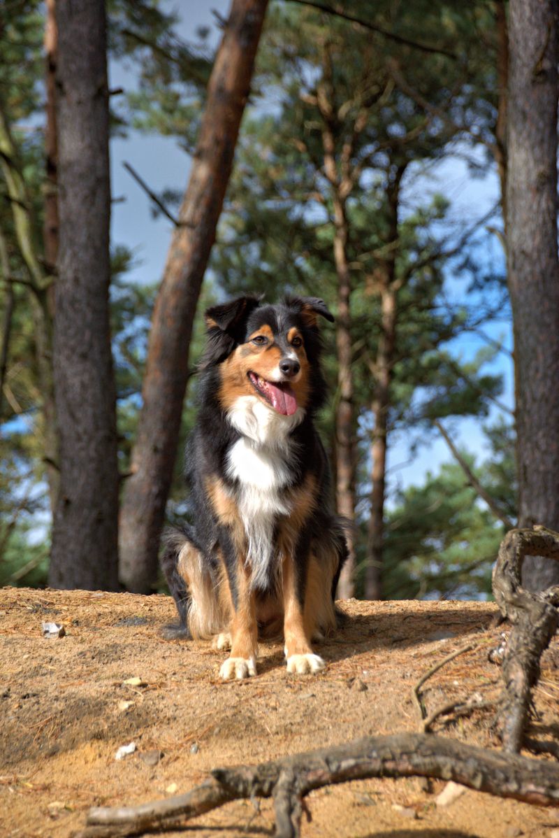 These 11 dog breeds make exercise look effortless – plus 3 built to keep moving 4 Australian Shepherd