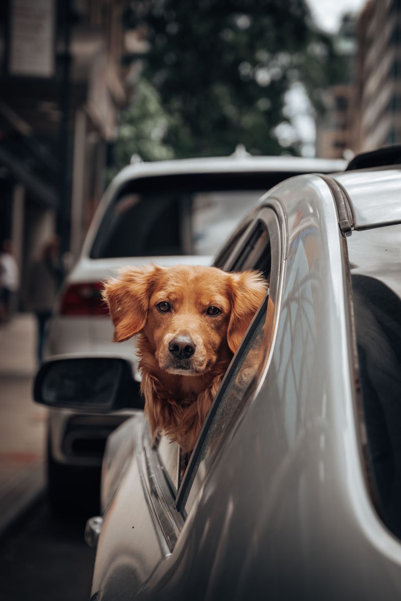 Your dog may dislike the car for reasons that are easier to fix than you think 4 Lack of gradual car training