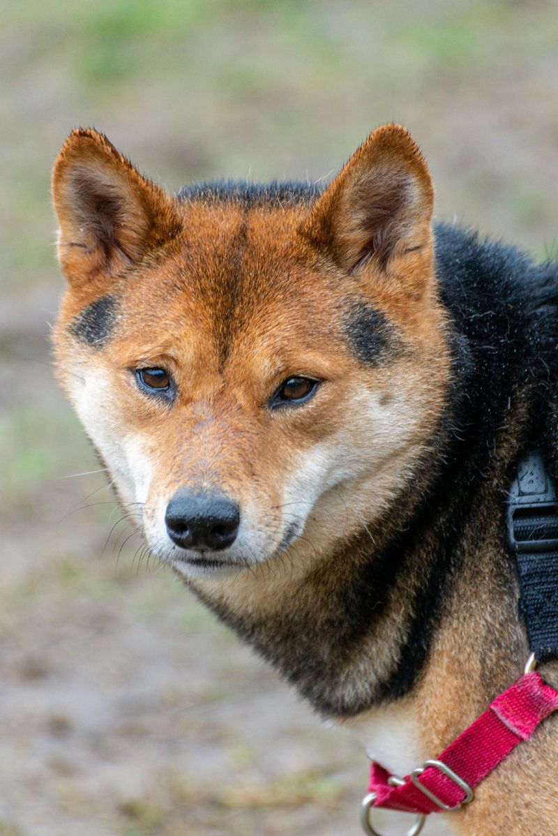 Shiba Inu