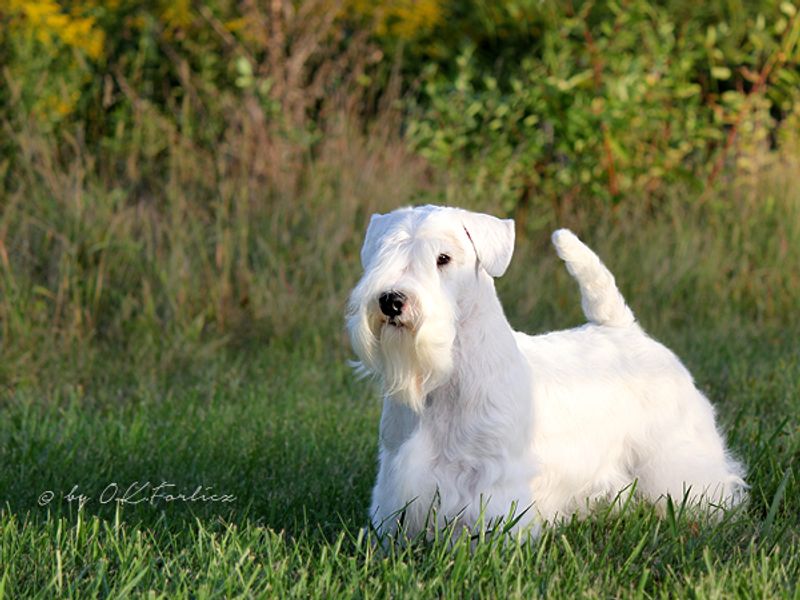 13 dogs that teach owners patience the hard way, then reward it 10 Sealyham terrier