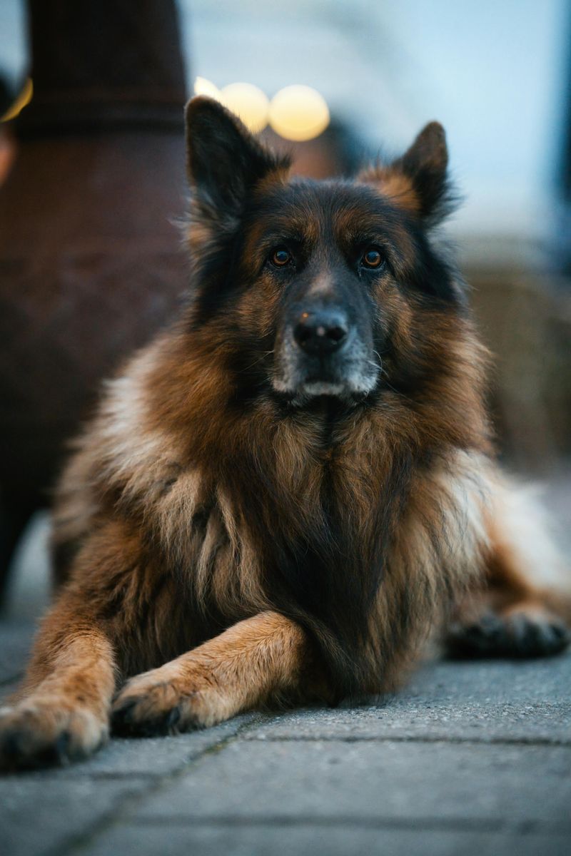 German Shepherd Dog