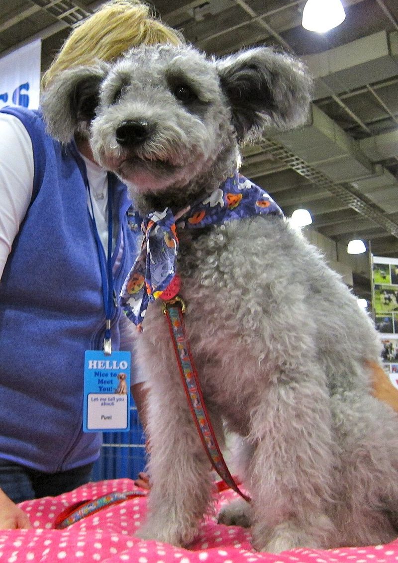 26 Rare Dog Breeds You’ll Rarely Encounter but Won’t Forget 7 Pumi