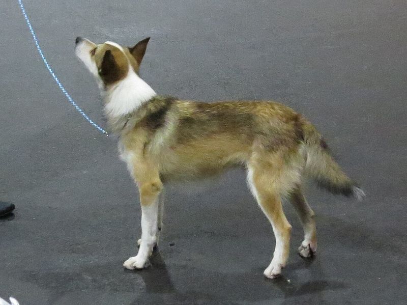 14 Dog Breeds That Can’t Stand Being “Rushed” and Shut Down (Here’s How to Train Them) 5 Norwegian Lundehund