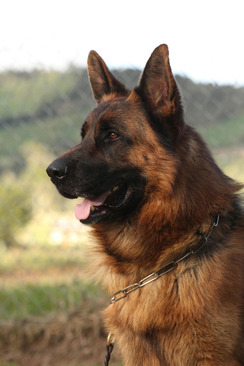 German Shepherd Dog