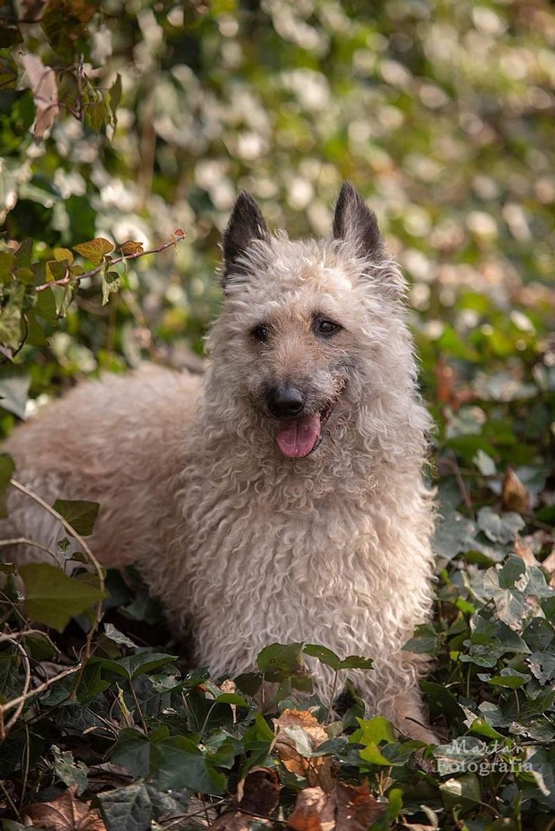Belgian Laekenois