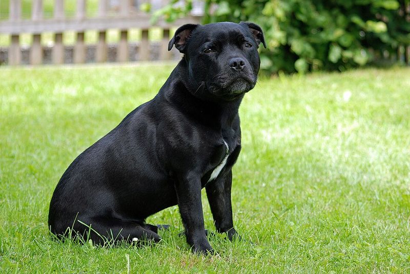 11 dogs that quietly wait the longest in shelters 3 Staffordshire Bull Terrier