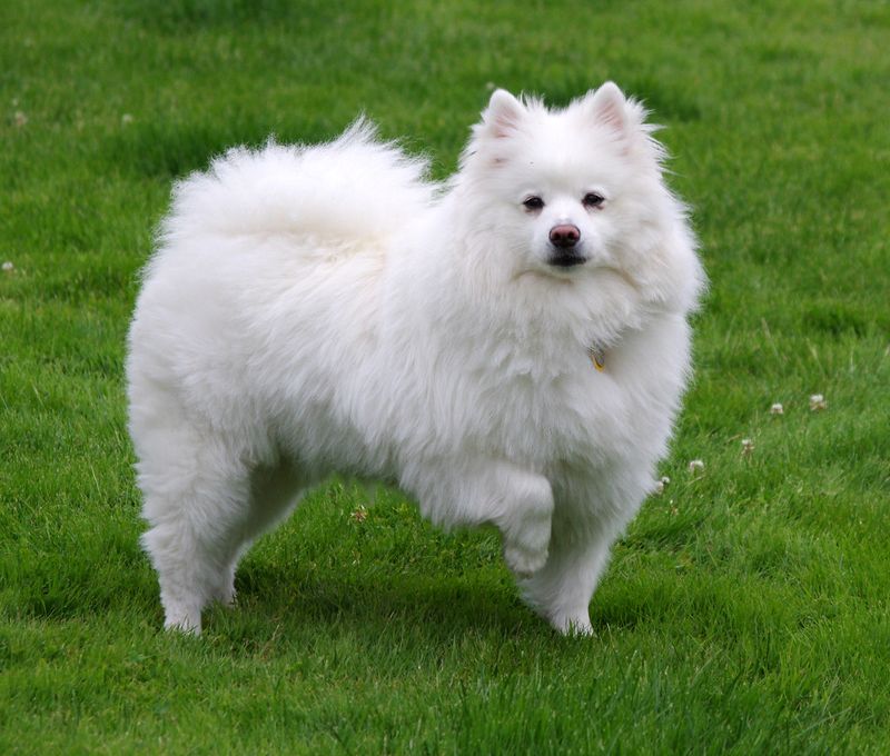 13 pointy-eared dog breeds that turn simple looks into serious charm 14 American Eskimo Dog