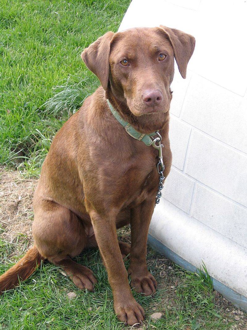 Labrador Retriever