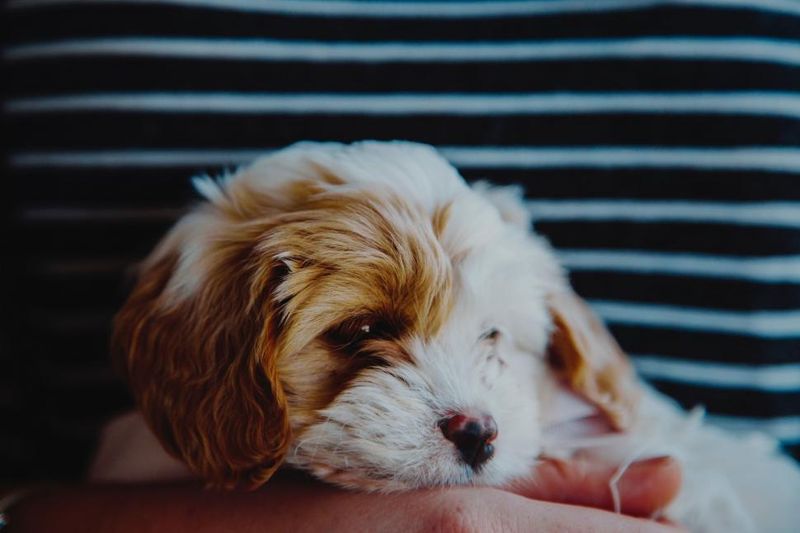 Loyal Companionship