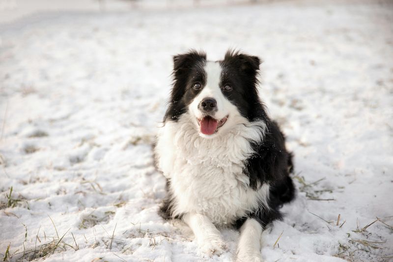 18 dog breeds that tend to appear far more often in films, ads and media than most people notice 8 Border Collie